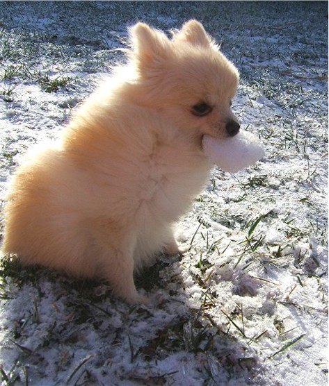 pomeranian puppy outside play in snow and holding a snow bald in its mouth.jpg
