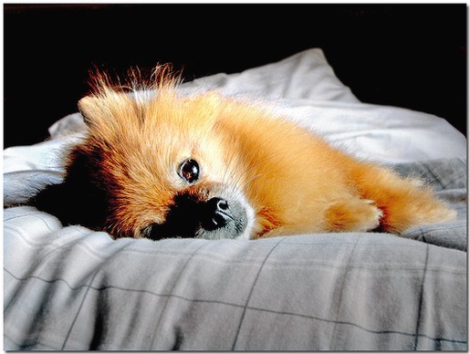 pomeranian puppy comfortabe in bed.jpg
