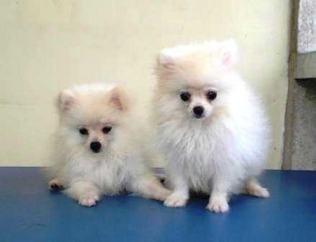 Pomeranian puppy breeders photo.jpg
