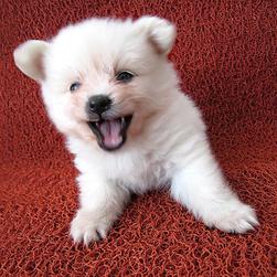 cute puppies picture of pomeranian dog.jpg
