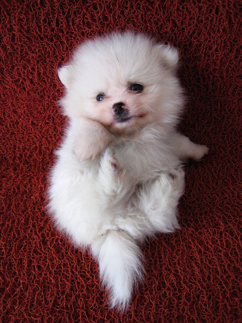 cute picture of puppy pomeranian dog.jpg
