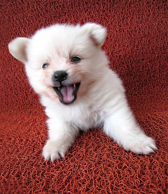 cute looking pomeranian puppy in white.jpg
