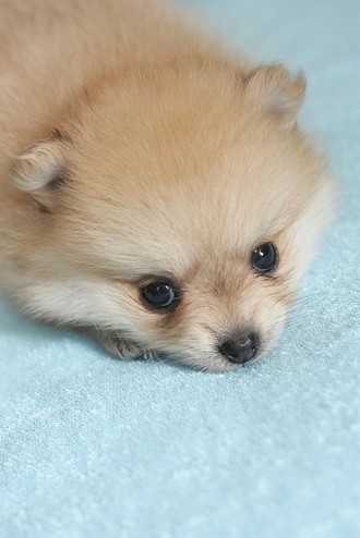 cute face of poneranian puppy.jpg
