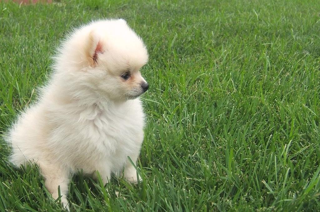 white Pomeranian puppy picture.jpg
