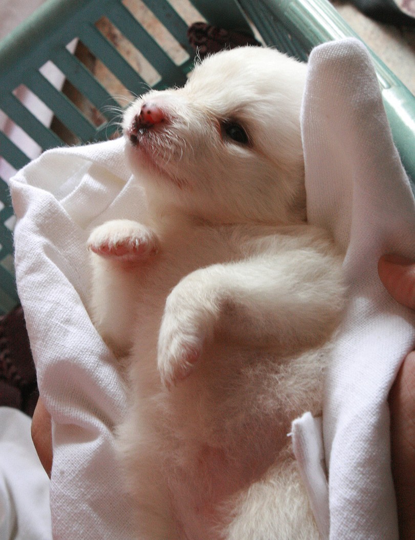 white newborn poneranian puppy picture.jpg
