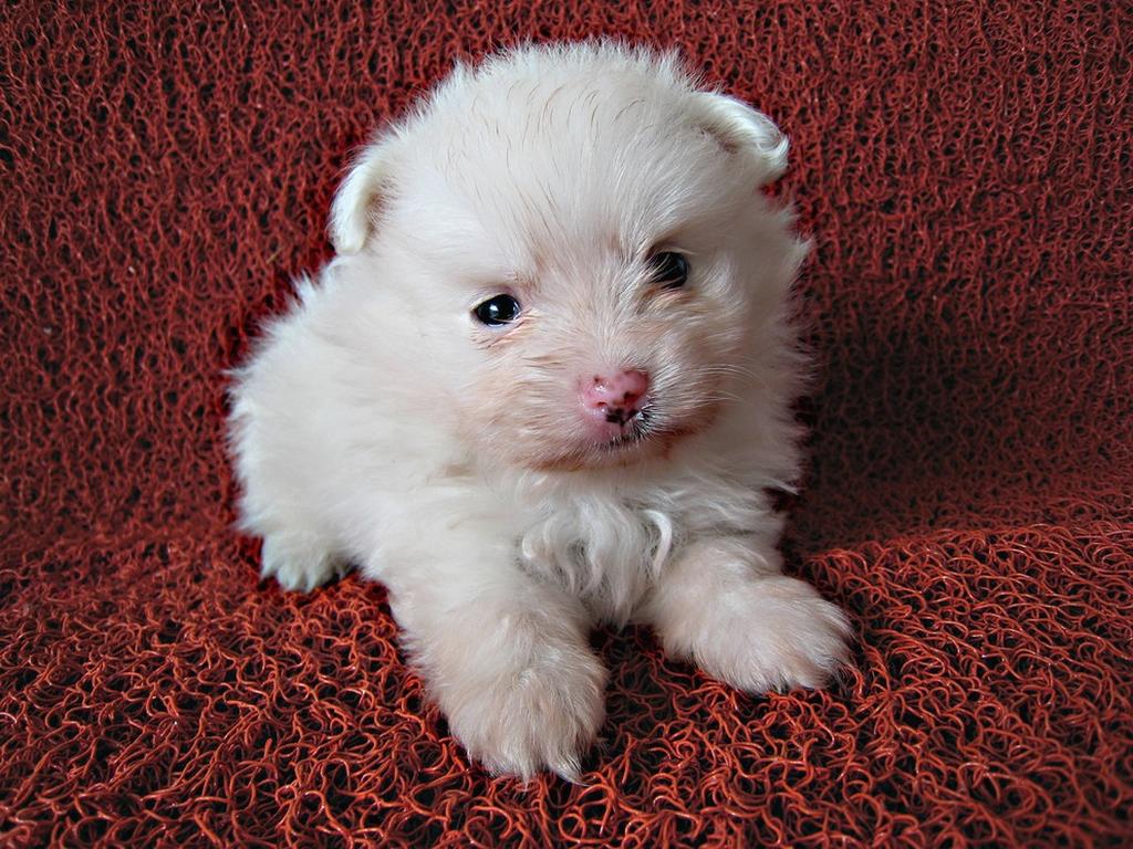 white adorable pomeranian puppy.jpg
