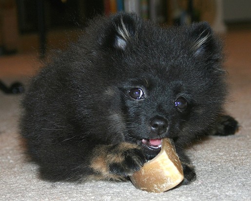 black poneranian puppy biting bone.jpg
