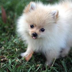 beautiful pomeranian puppy picture.jpg
