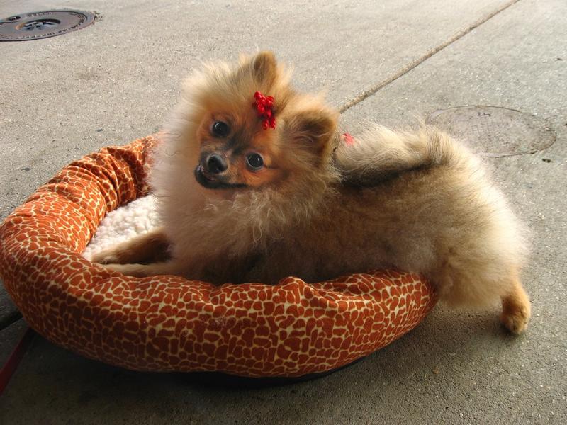 yes, i like my new dog bed.jpg

