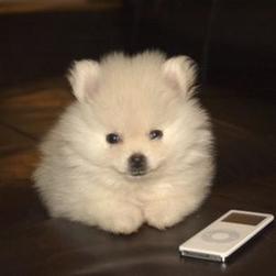 white pomeranian puppy with white ipod.jpg
