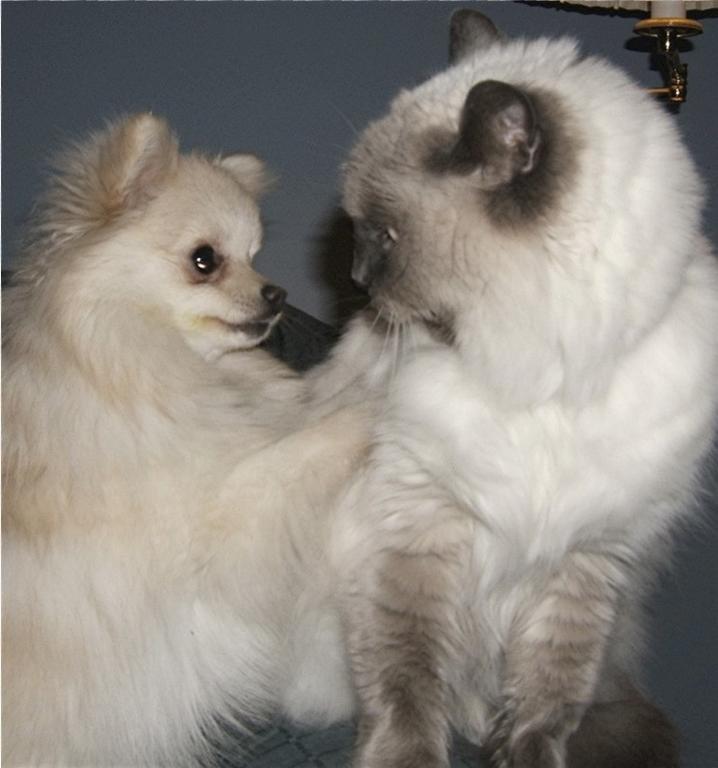 white pomeranian puppy with its cat friend.jpg
