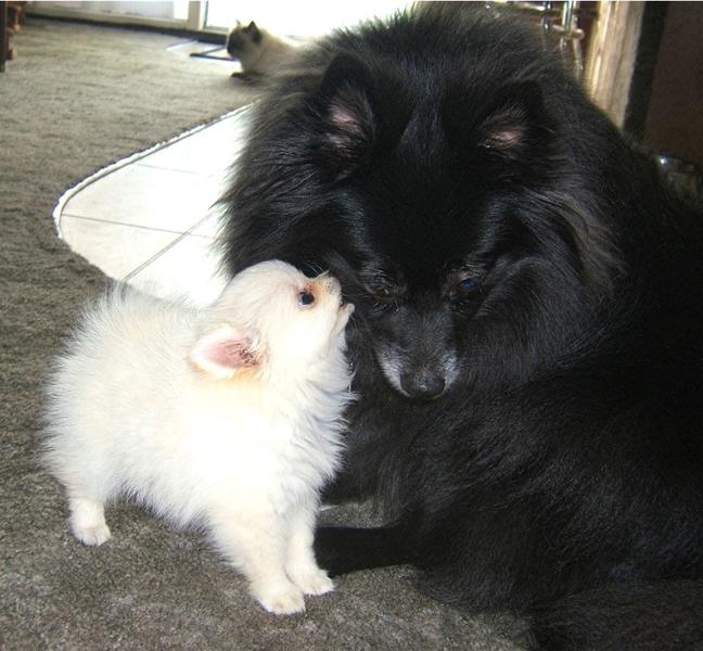 white Pomeranian puppy with black big Pomeranian dog.jpg
