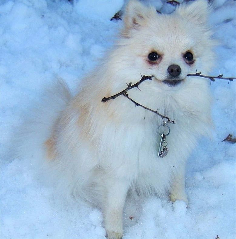 white pomeranian puppy holding a branche in the snow.jpg
