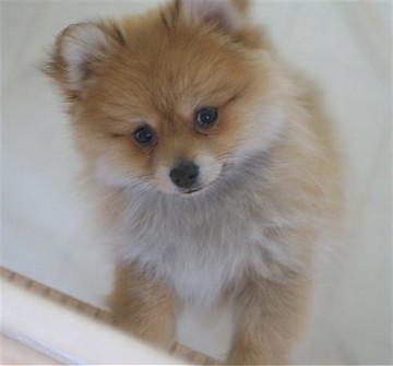 tan white Pomeranian puppy.jpg
