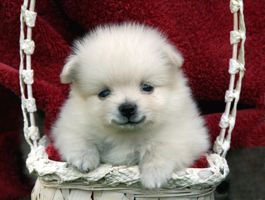 snow white pomeranian puppy pic.jpg
