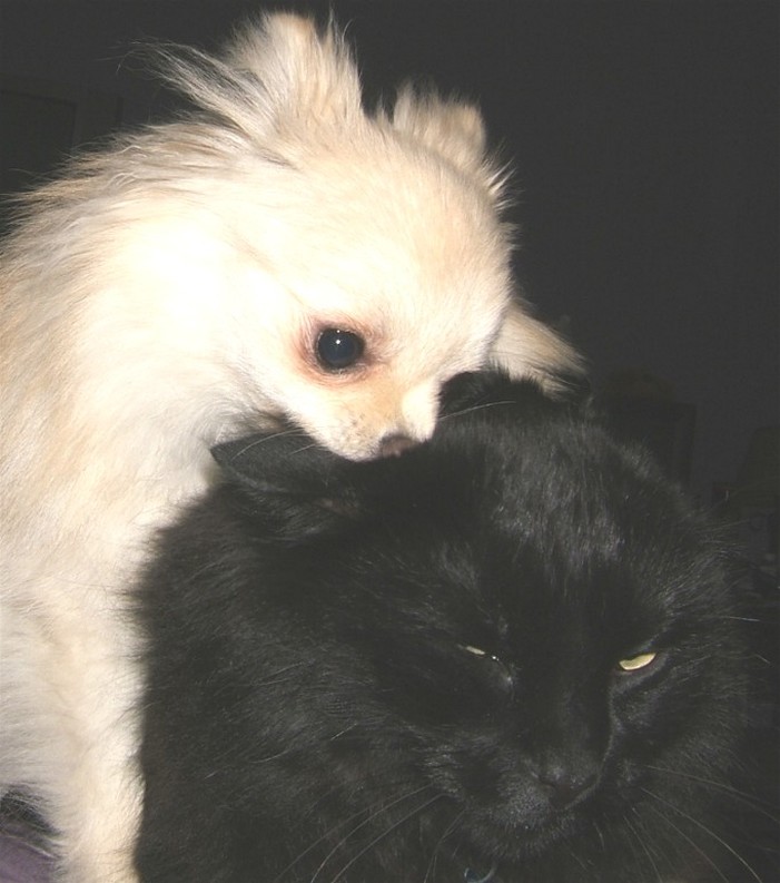 small white pomeranian puppy attacking cat in black.jpg
