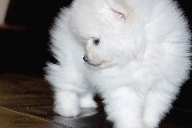 pretty snow white pomeranian puppy.jpg
