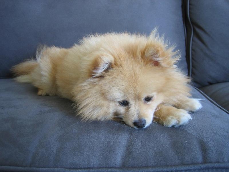 pretty golden pomeranian puppy.jpg
