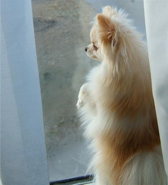 poneranian puppy standing up on the window to enjoy the world outside.jpg
