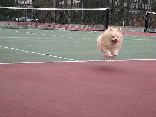 poneranian puppy in the air happens on tennis court.jpg
