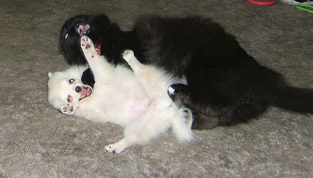 pomeranian puppy playing with cat.jpg
