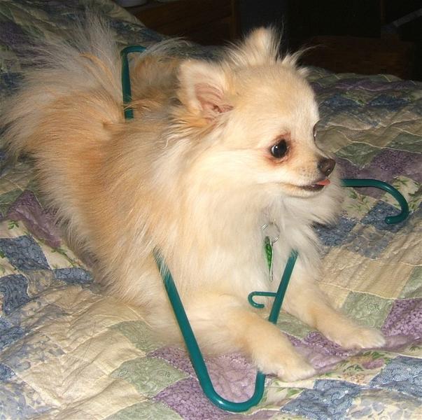 pomeranian puppy playing with a hanging.jpg
