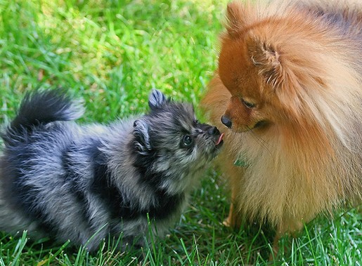 Pomeranian puppy pictures.jpg
