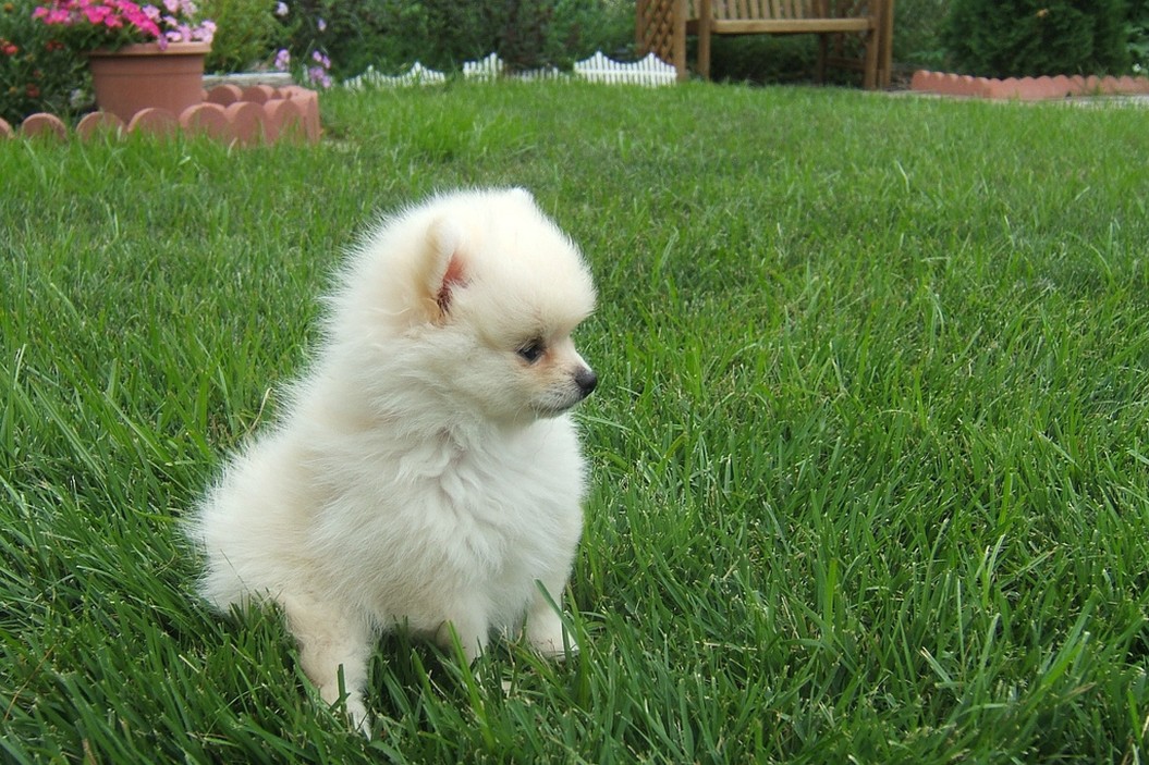 Pomeranian puppy picture.jpg
