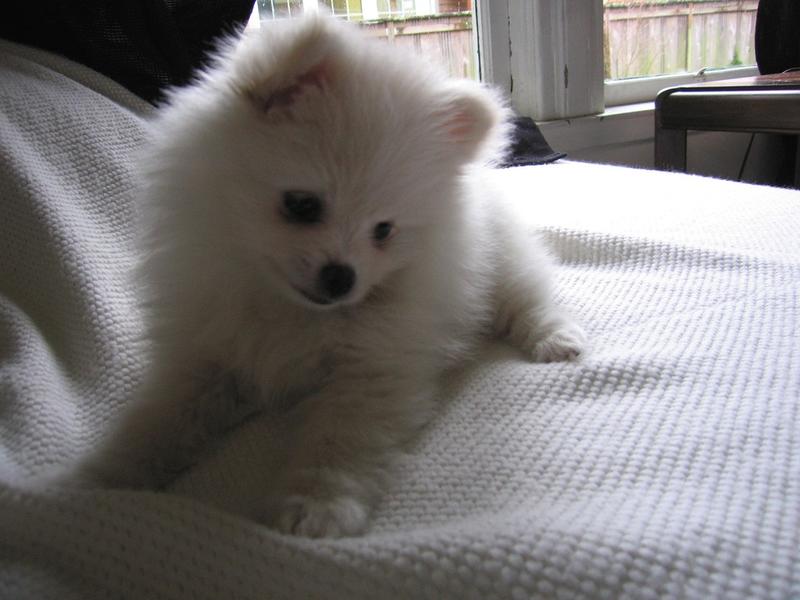 pomeranian puppy on bed.jpg

