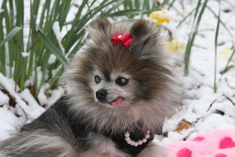pomeranian puppy in snow.jpg
