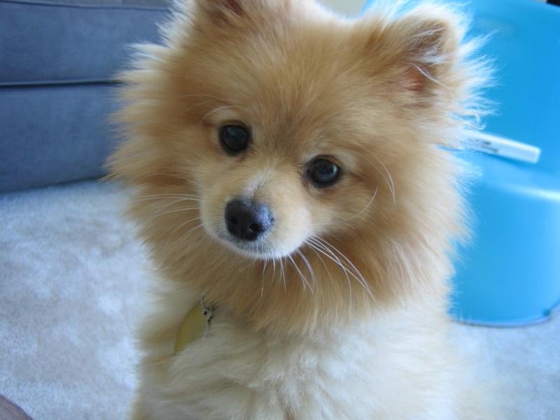 pomeranian puppy in golden color.jpg

