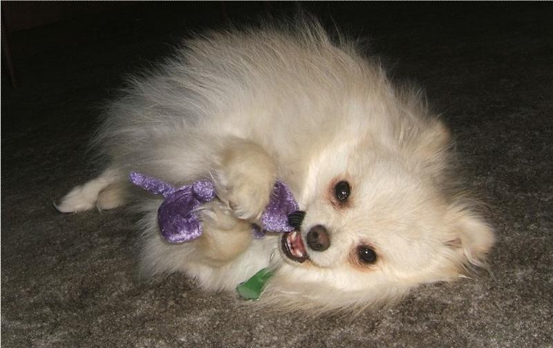 picture of playing pomeranian puppy.jpg
