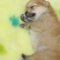 picture of newborn poneranian puppy.jpg
