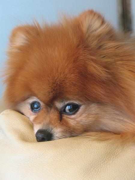 picture of close up face of golden tan pomeranian puppy.jpg
