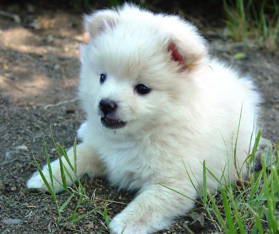 pic of cute pomeranian puppy.jpg
