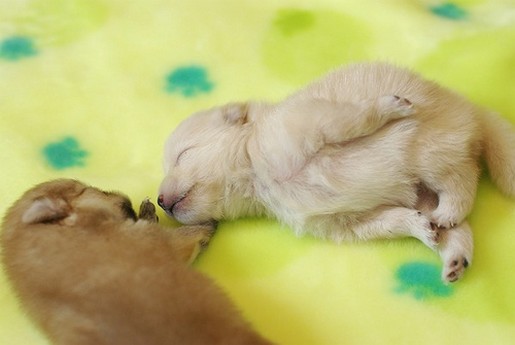 newborn poneranian puppies.jpg
