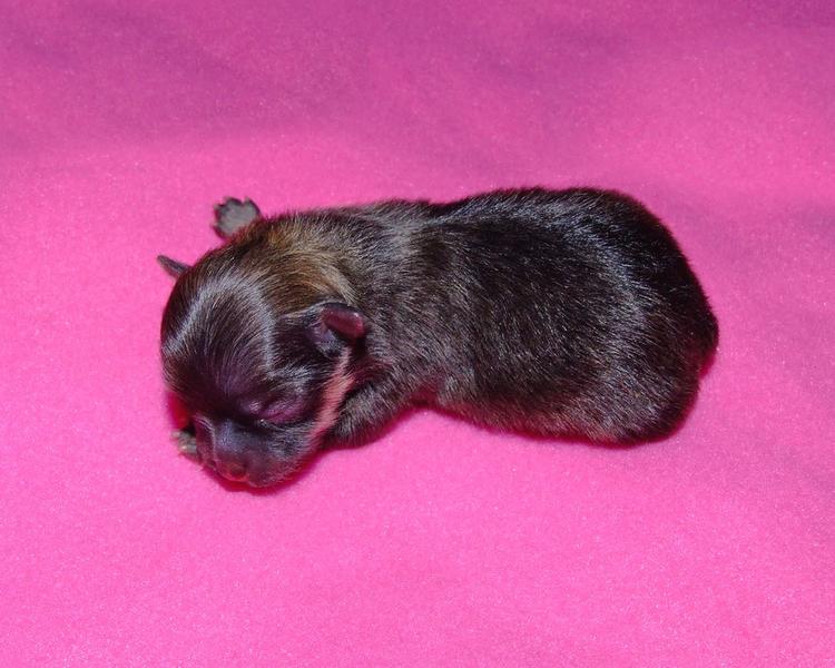 newborn pomeranian puppy photo.jpg
