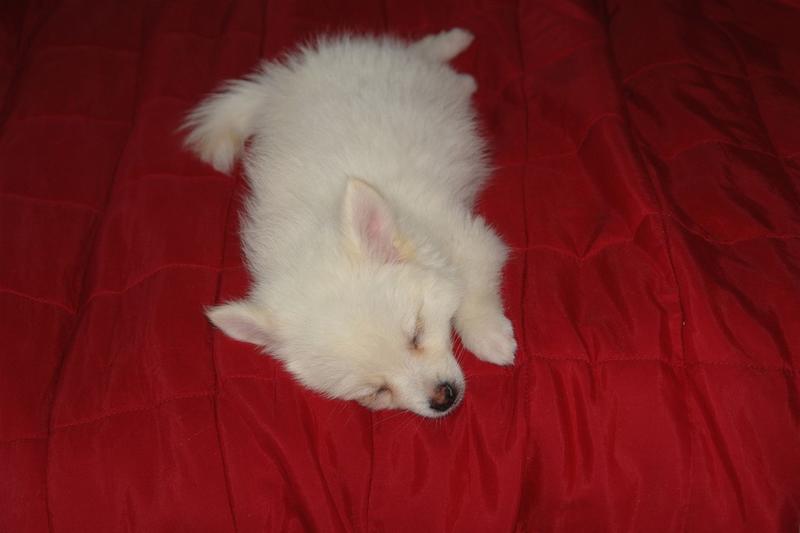 great reflection of the white dog on a red bed.jpg
