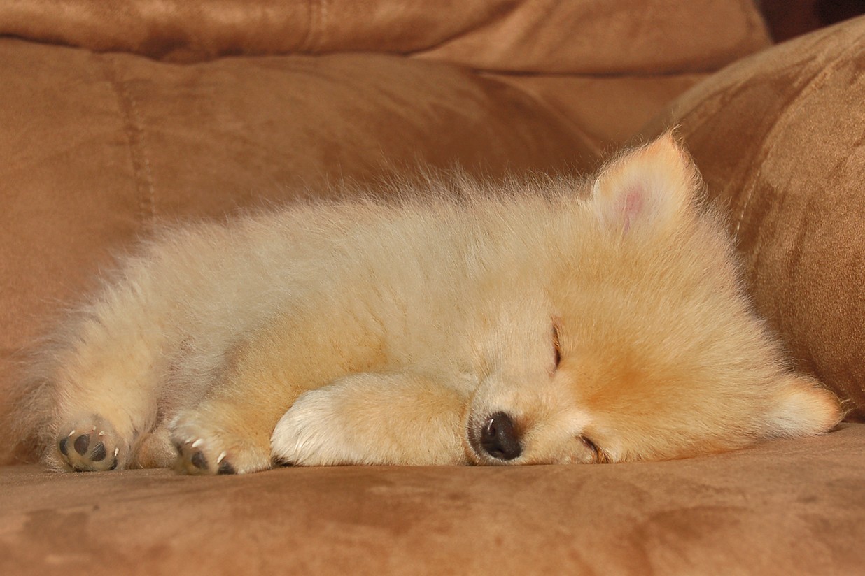 golden pomeranian puppy in deep sleep.jpg

