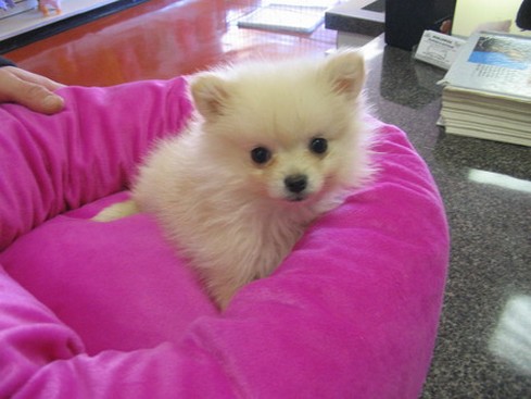 cute white Pomeranian puppy.jpg
