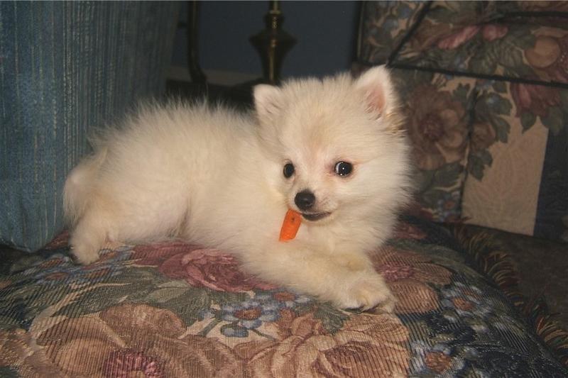 cute white pomeranian pup.jpg
