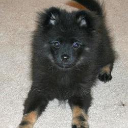 cute black poneranian puppy.jpg
