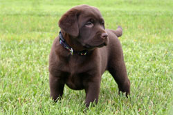 lab pup in chocolate on the grass.jpg
