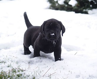 lab pup in the snow.jpg
