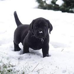 lab pup in the snow.jpg
