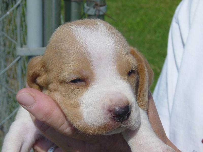 cute puppy photo of Basset dog
