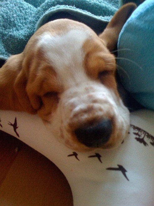 Basset puppy sleeping
