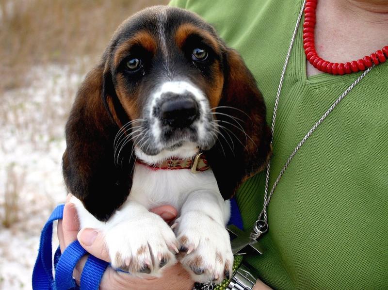 funny looking Basset pup
