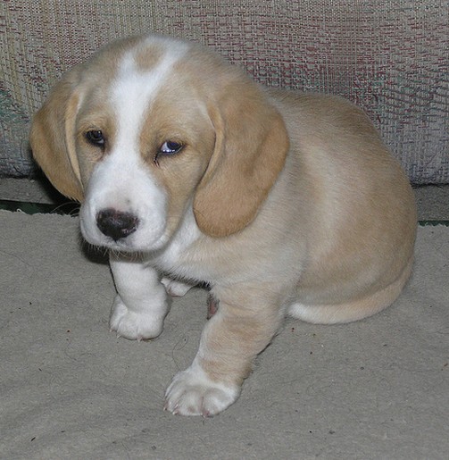 likable Basset puppy picture
