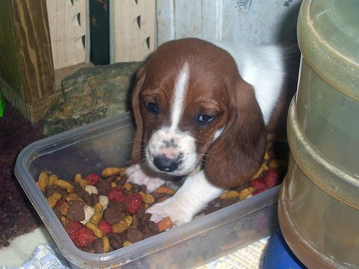 Basset puppy on its food container
